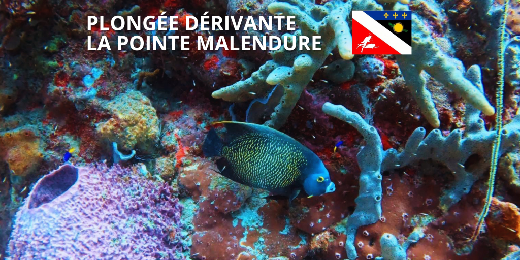 Bannières vidéos plongée et Travellers-5