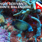 Plongée dérivante à la Pointe Malendure – Bouillante