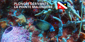 Bannières vidéos plongée et Travellers-5
