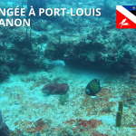 Plongée au Canon, Port-Louis – Guadeloupe